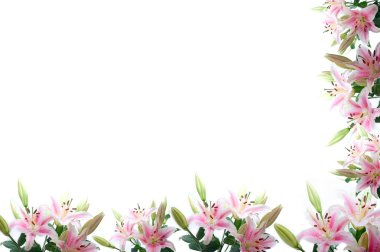 Lily çiçek kompozisyon çerçeve
