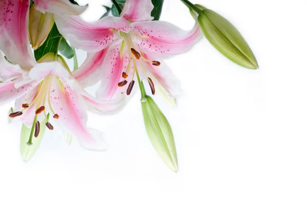 Lily květiny rohový rám — Stock fotografie