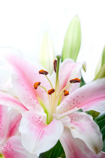 핑크 릴리 꽃 꽃다발 — 스톡 사진