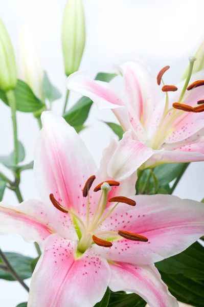 Pembe lily çiçek buketi — Stok fotoğraf