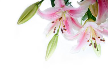 Lily çiçekli köşe çerçeve