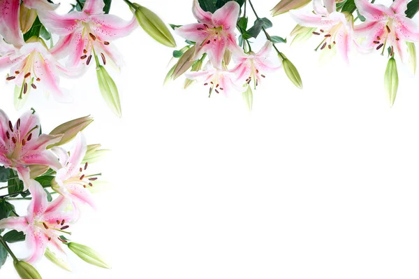 Liliom virág kompozíció keret — Stock Fotó