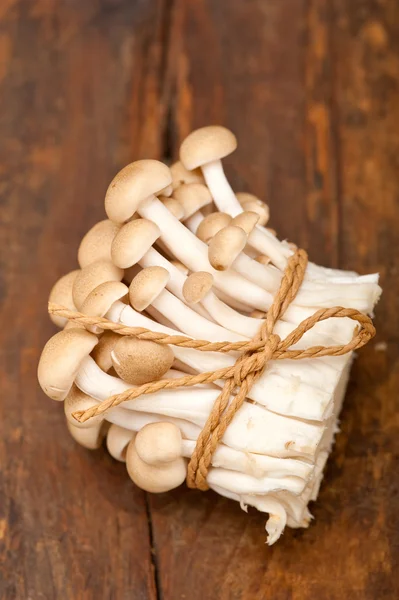 Fresh wild mushrooms — Stock Photo, Image