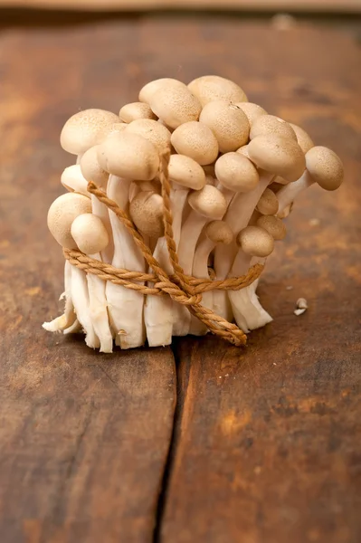 Fresh wild mushrooms — Stock Photo, Image