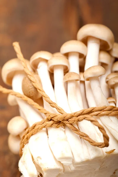 Fresh wild mushrooms — Stock Photo, Image
