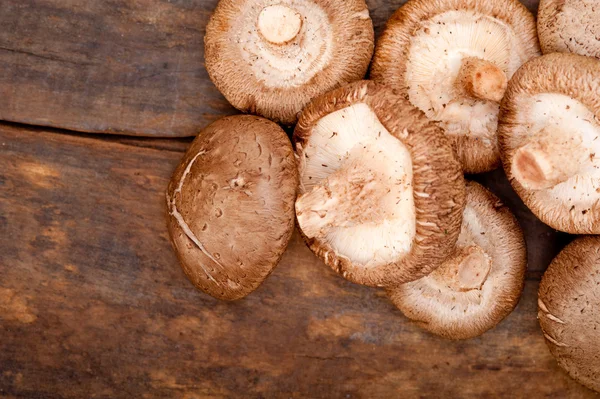 Shiitake mantarları — Stok fotoğraf