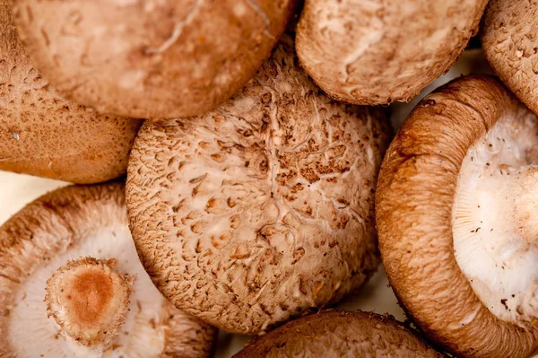 Shiitake champignons — Stockfoto