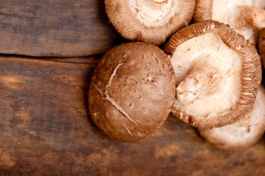 shiitake mantarları