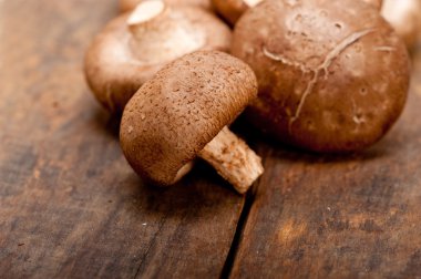 shiitake mantarları