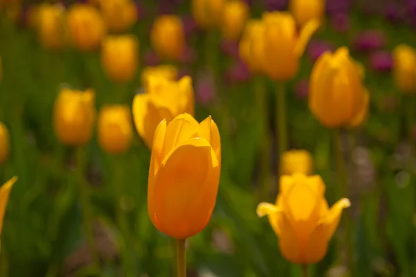 Champ de tulipes colorées — Photo