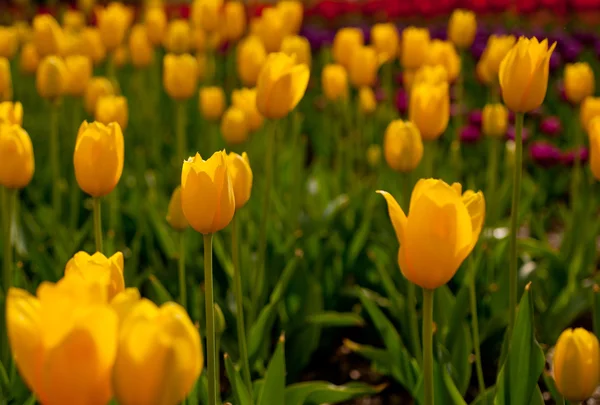 Campo de tulipanes coloridos — Foto de Stock