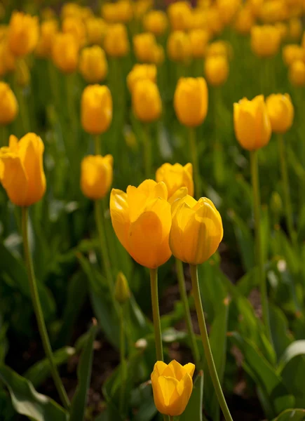 Campo di tulipani colorato — Foto Stock