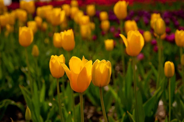 Campo di tulipani colorato — Foto Stock