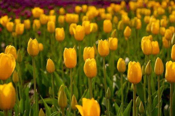 Campo de tulipanes coloridos — Foto de Stock