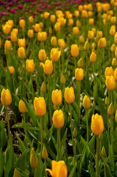 Campo di tulipani colorato — Foto Stock