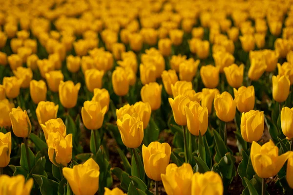 Campo de tulipanes coloridos — Foto de Stock