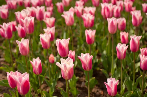 Campo di tulipani colorato — Foto Stock