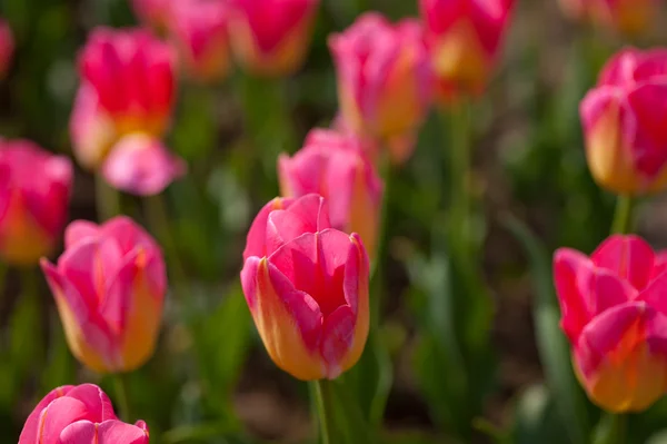 Campo di tulipani colorato — Foto Stock