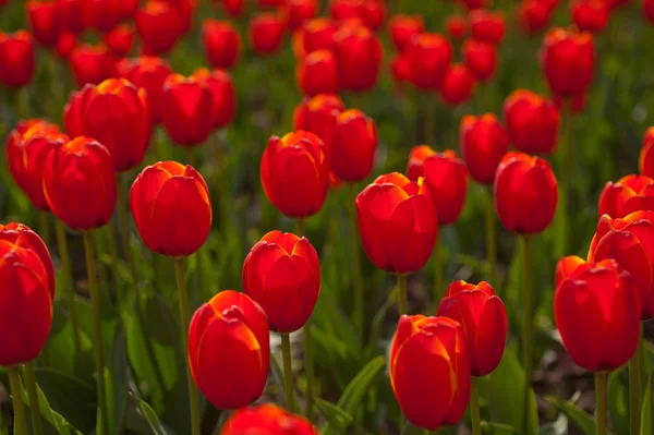 Campo di tulipani colorato — Foto Stock