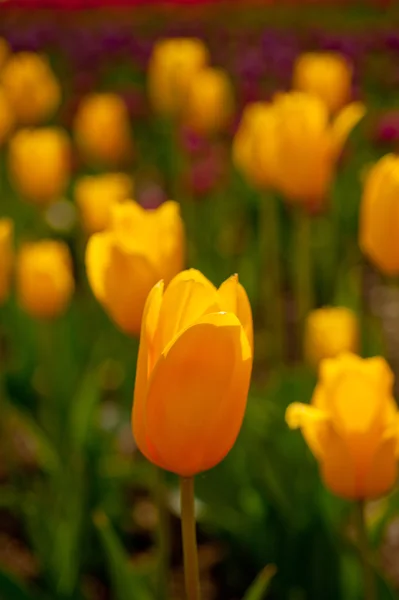 Campo di tulipani colorato — Foto Stock