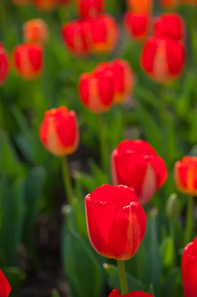 Champ de tulipes colorées — Photo