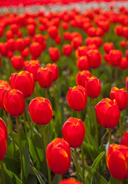 Campo de tulipanes coloridos — Foto de Stock