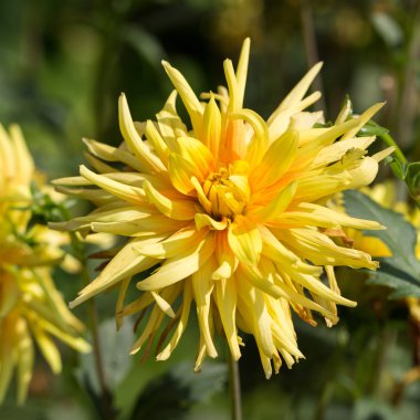 Sarı yıldız çiçeği çiçek bahçesinde yakın çekim