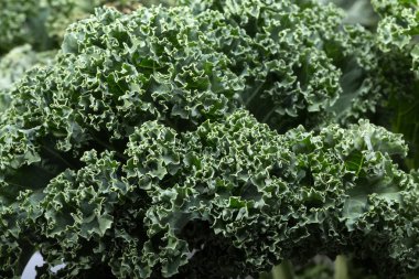 Sağlıklı taze kıvırcık lahana