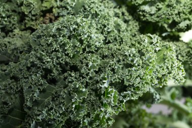 Sağlıklı taze kıvırcık lahana