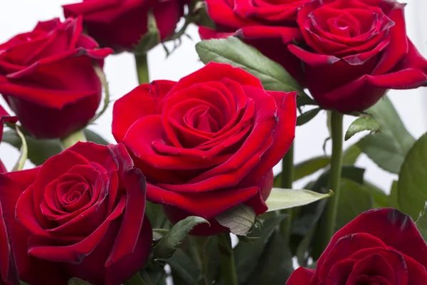 Bouquet of blossoming dark red roses — Stock Photo, Image