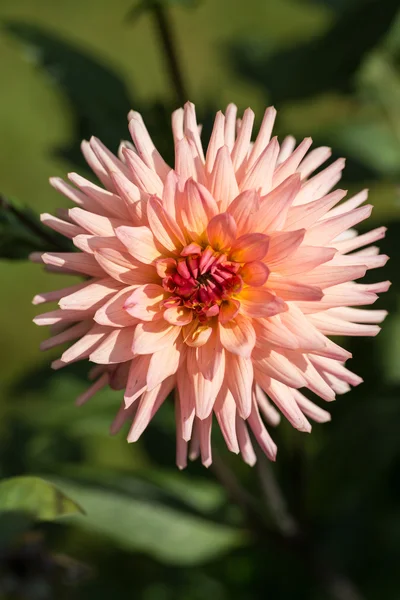 Close up de flores dahlia rosa no jardim — Fotografia de Stock