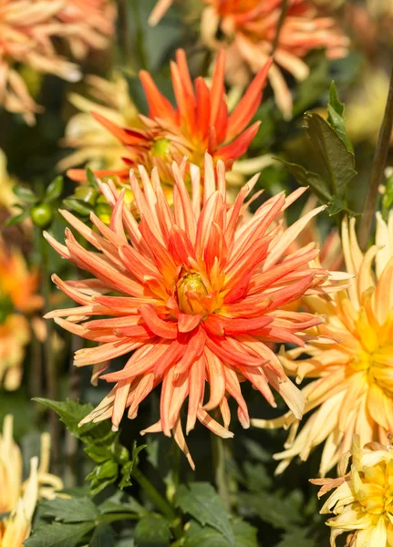 Close up of yellow and orange dahlia flower in garden — Stock Photo, Image