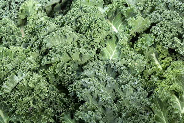 A healthy fresh curly kale — Stock Photo, Image