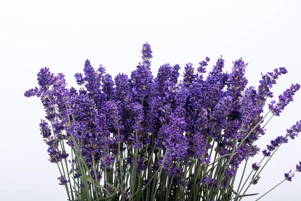 Blomstrande lavendel — Stockfoto