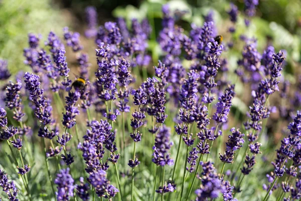 Gardens with the flourishing lavender — Stock Photo, Image