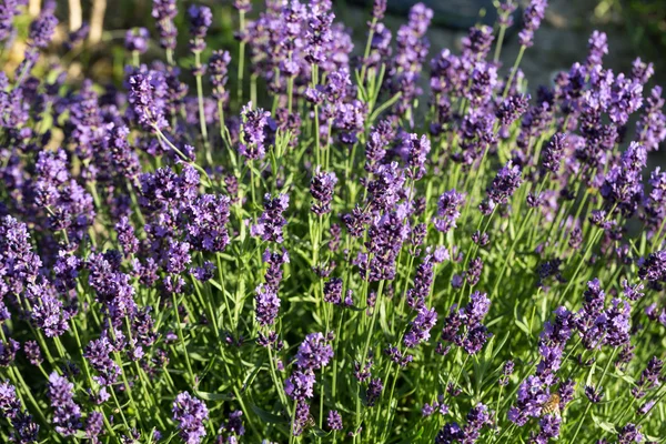 Gärten mit dem blühenden Lavendel — Stockfoto