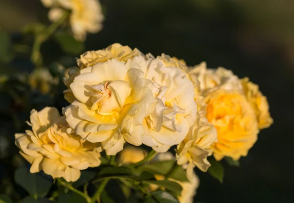 Gelbe Rose am Zweig im Garten — Stockfoto