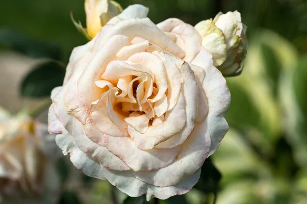 Rosa gialla sul ramo nel giardino — Foto Stock