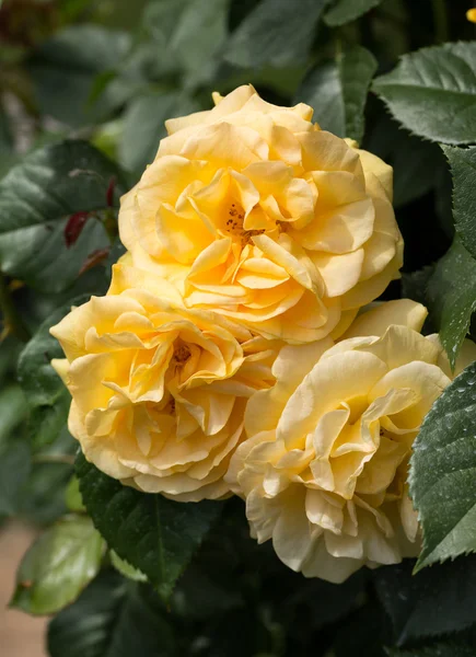 Rosa amarilla en la rama en el jardín — Foto de Stock