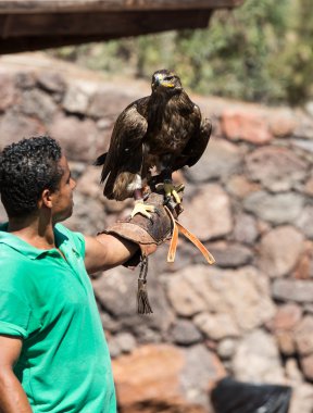 Yırtıcı Kuş gösterisi, Oasis Park, Fuerteventura, Kanarya Adaları, İspanya