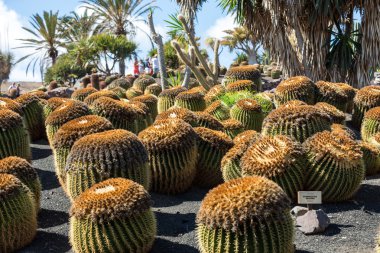 Echinocactus grusonii, halk arasında altın fıçı kaktüsü olarak bilinir.