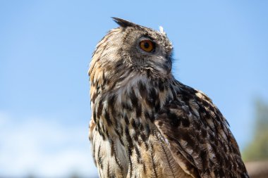 Baykuş - kuş Strigiformes siparişinden