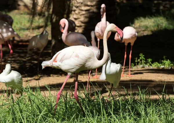 Flot lyserød stor fugl Større Flamingo, Phoenicopterus ruber - Stock-foto