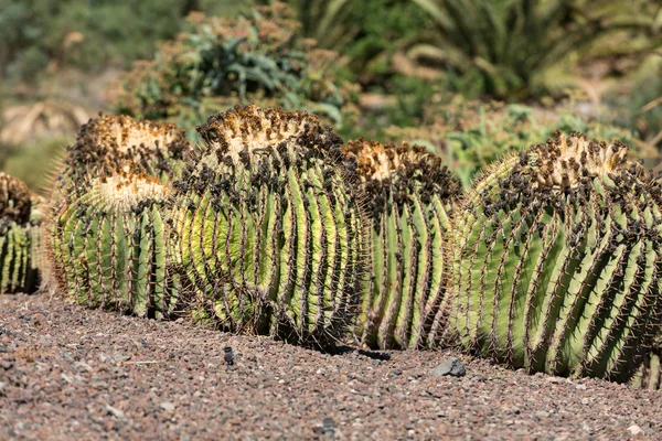 Echinocactus grusonii, popularmente conocido como el Cactus de barril de oro — Foto de Stock