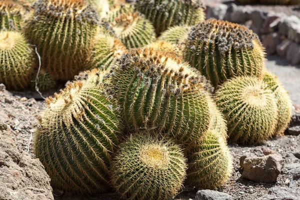 Echinocactus grusonii, popularnie znany jako złoty barrel cactus, — Zdjęcie stockowe