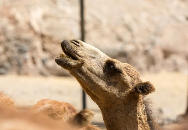 Kamelporträt auf dem Bauernhof — Stockfoto