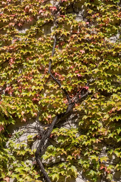 La pared cubierta por hojas verdes y rojas de hiedra . — Foto de Stock