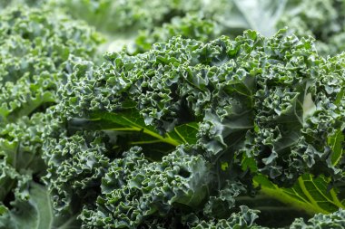 Taze kıvırcık lahana