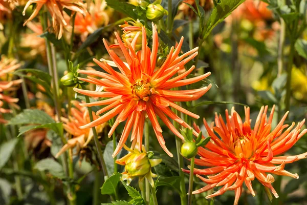 Dahlia flowers in garden — Stock Photo, Image