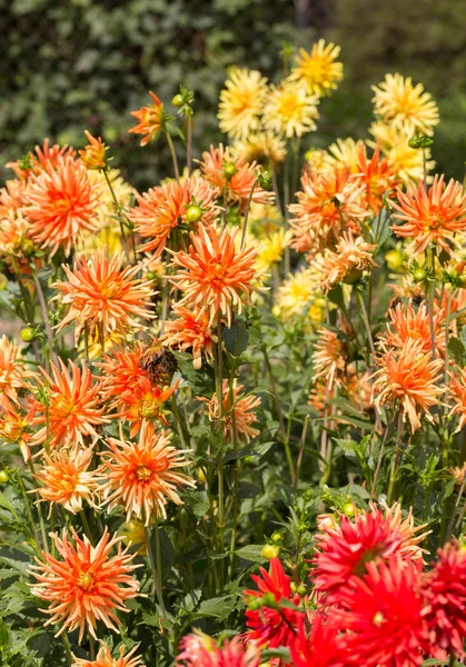 Close up of colorful dahlia flower in garden — Stock Photo, Image